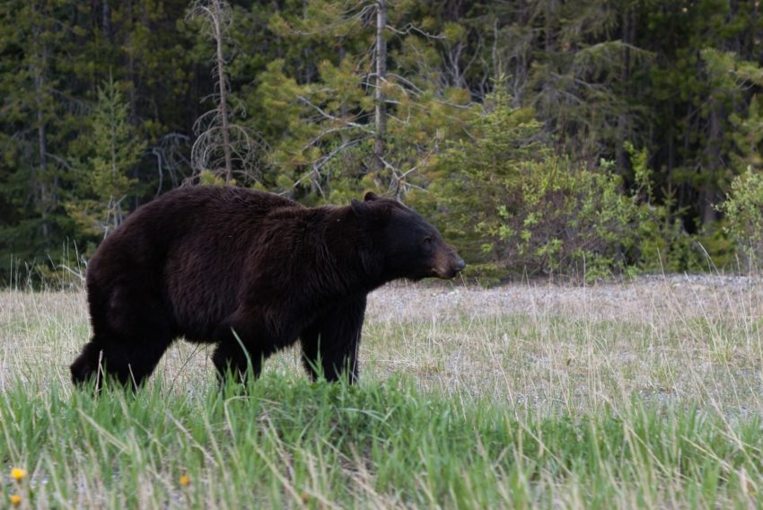 black bear